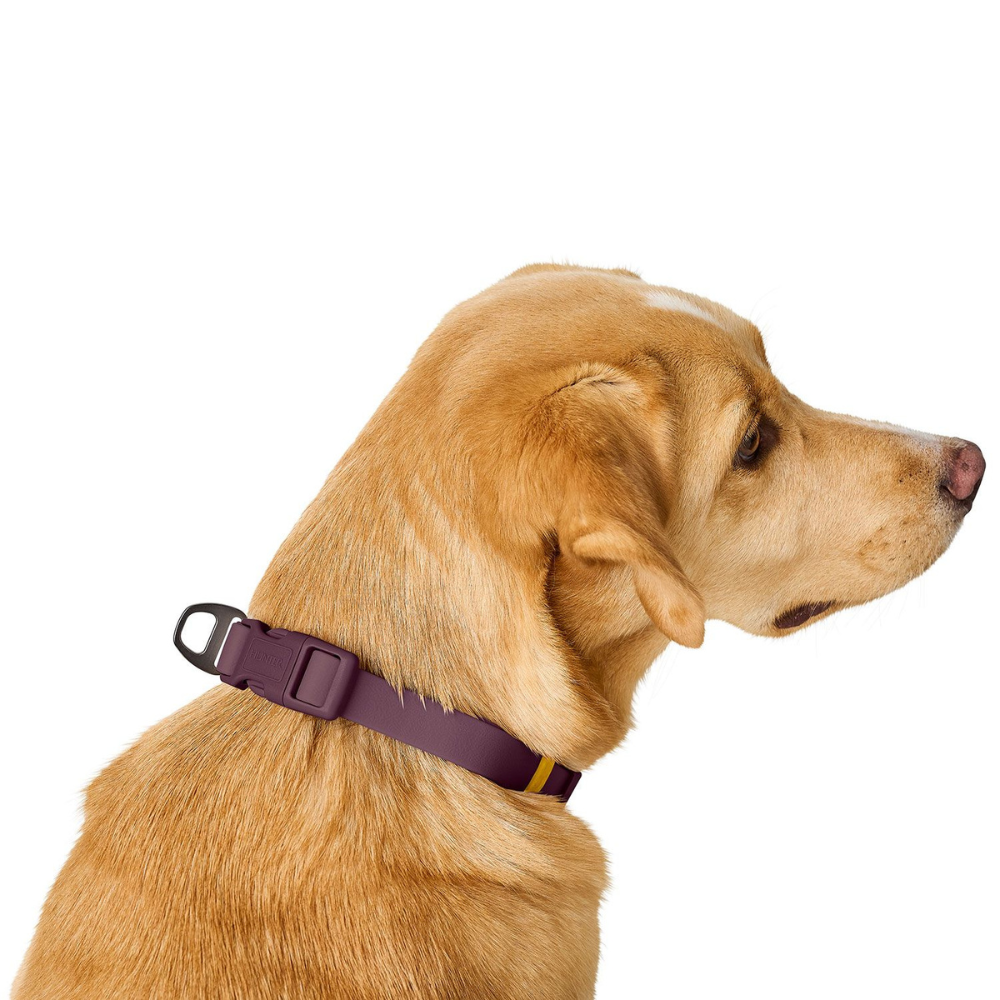 Tragebild von hinten Hund mit Halsband Havanna Brombeer Steckverschluß - HUNTER