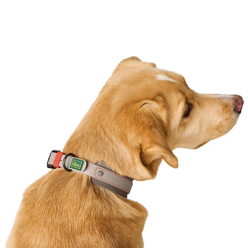Tragebild von hinten Hund mit Halsband Havanna Greige - HUNTER