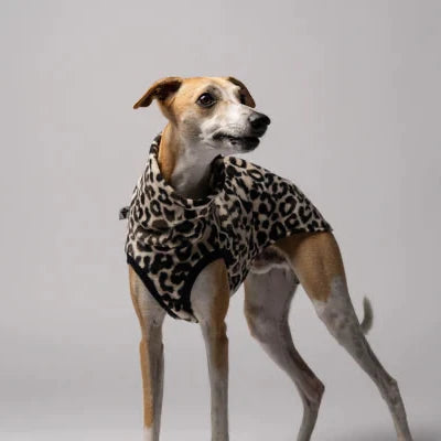 KARMA HUND Longshirt 2.0 für Whippet, Windhunde, Podenco, Galgo in Leo