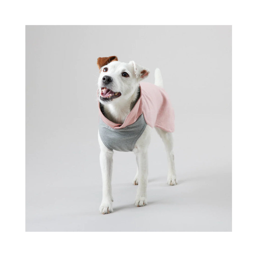 Tragebild Hundepullover Recovery Winter Shirt PINK / ROSA 2 - PAIKKA