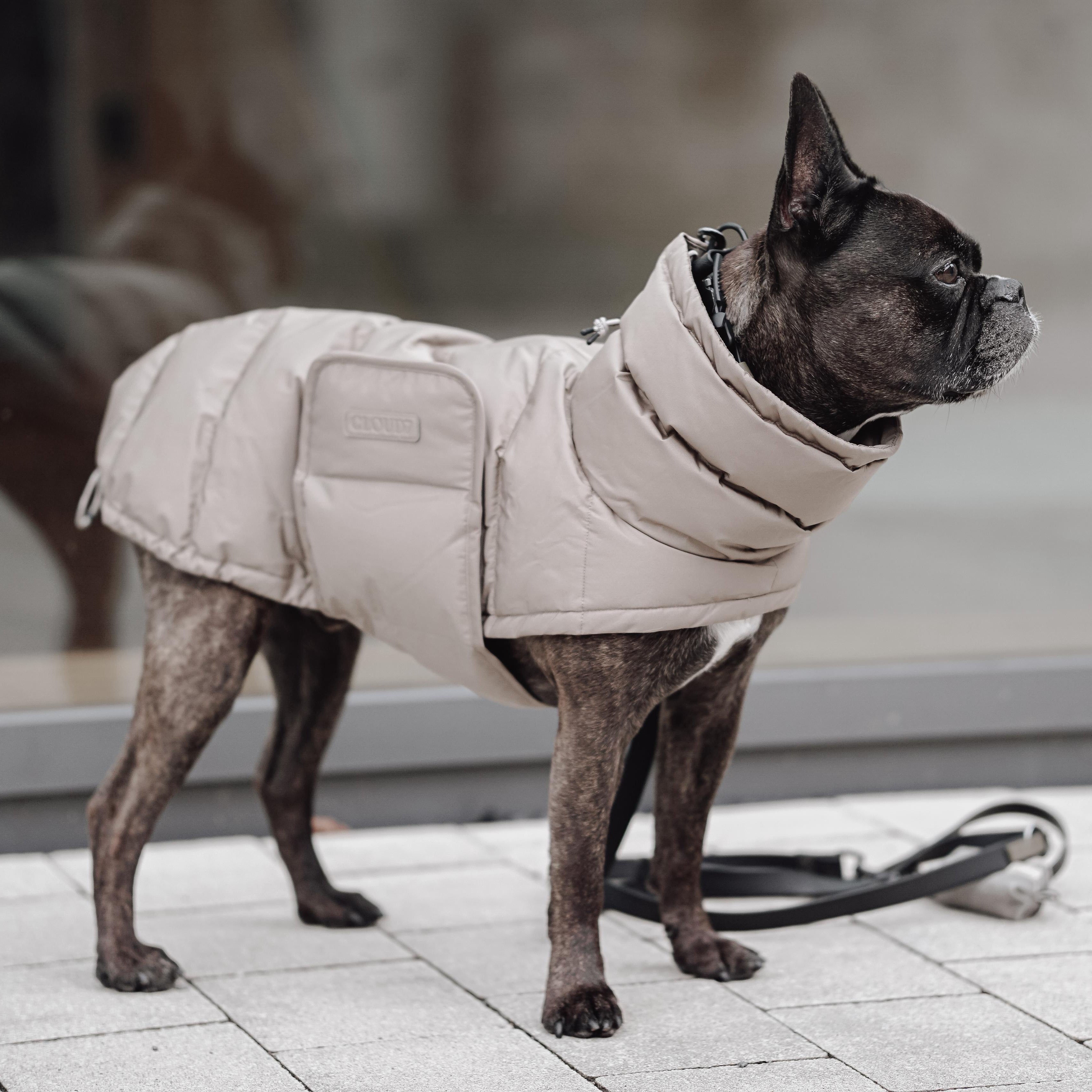 Cloud7 Hundemantel Winter ALASKA Franz. Bulldogge Sandy Brown