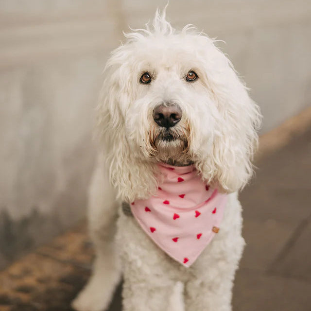 Lieblingspfote Halstuch "Always Lovely"