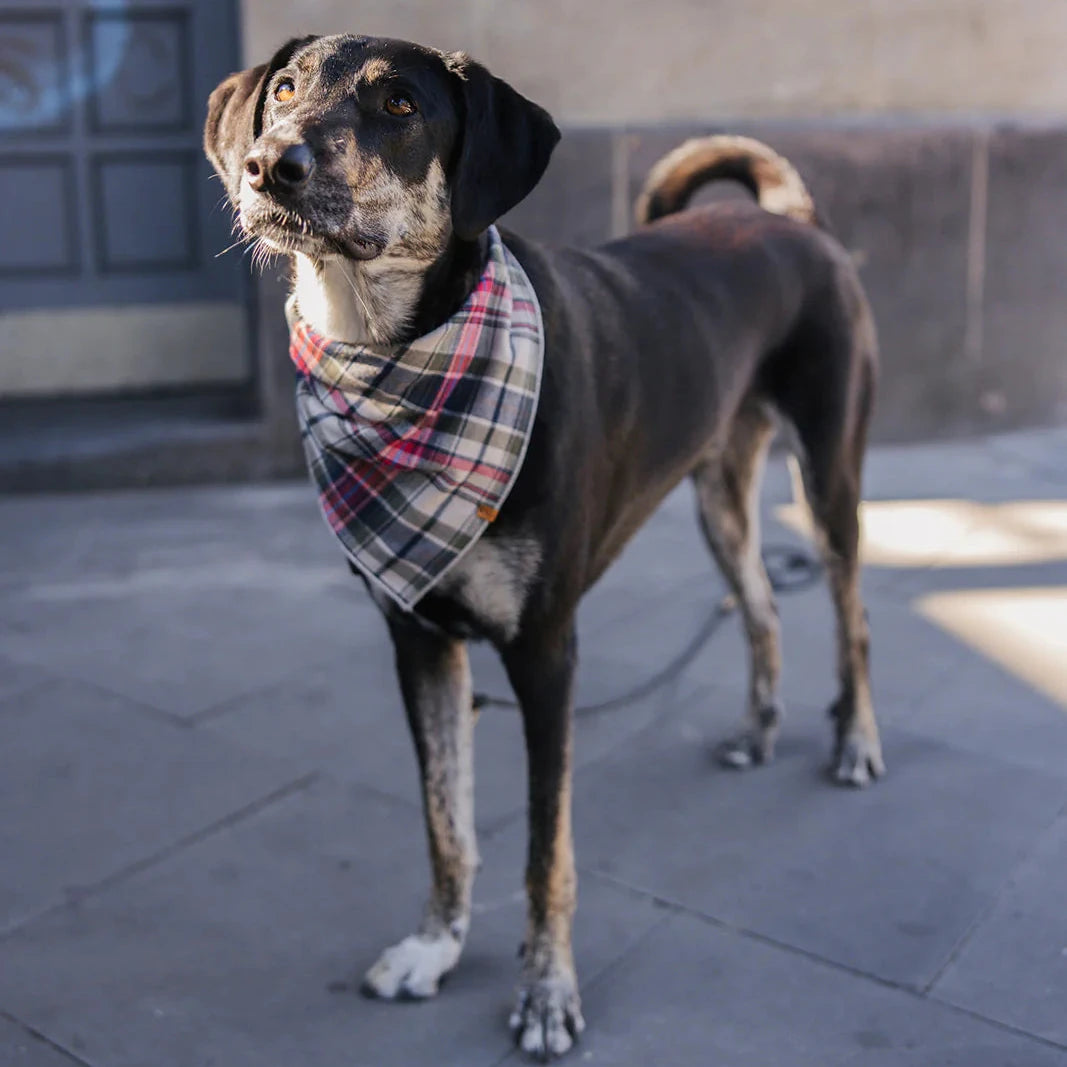 Lieblingspfote Bandana Halstuch Flanell "CHECKS"