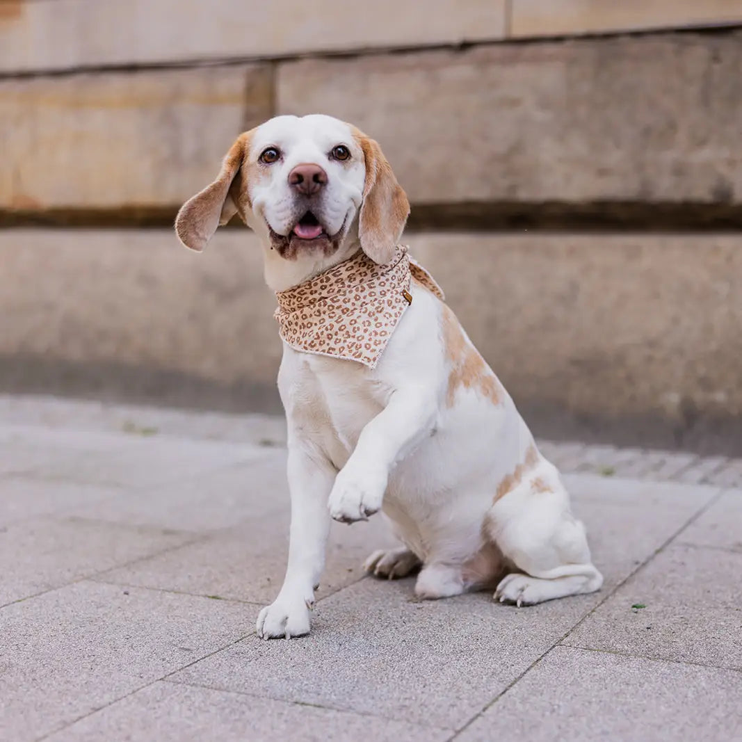 Hund mit Musselin Halstuch "LEO" - Lieblingspfote