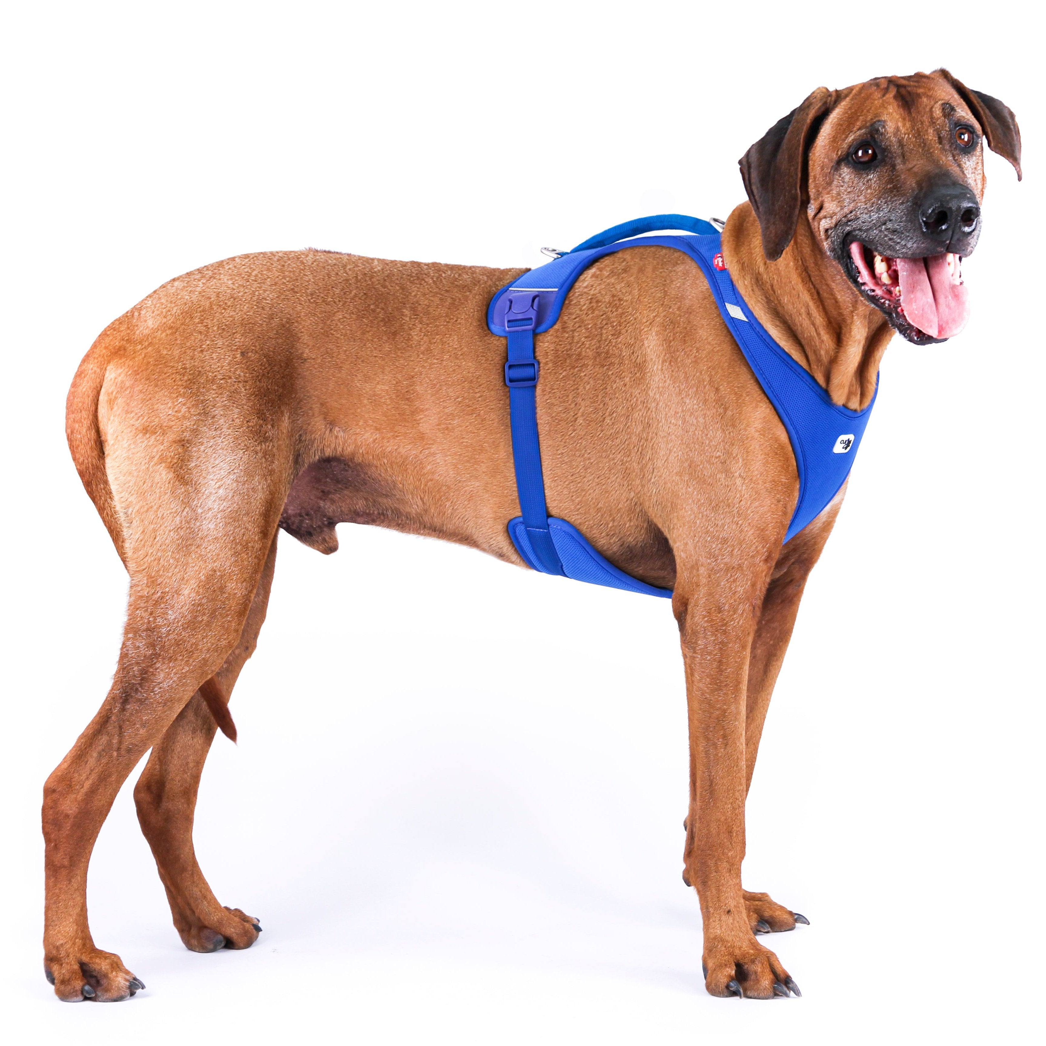 Tragebild Hundegeschirr NEW BELKA HARNESS Air-Mesh Blau - Curli