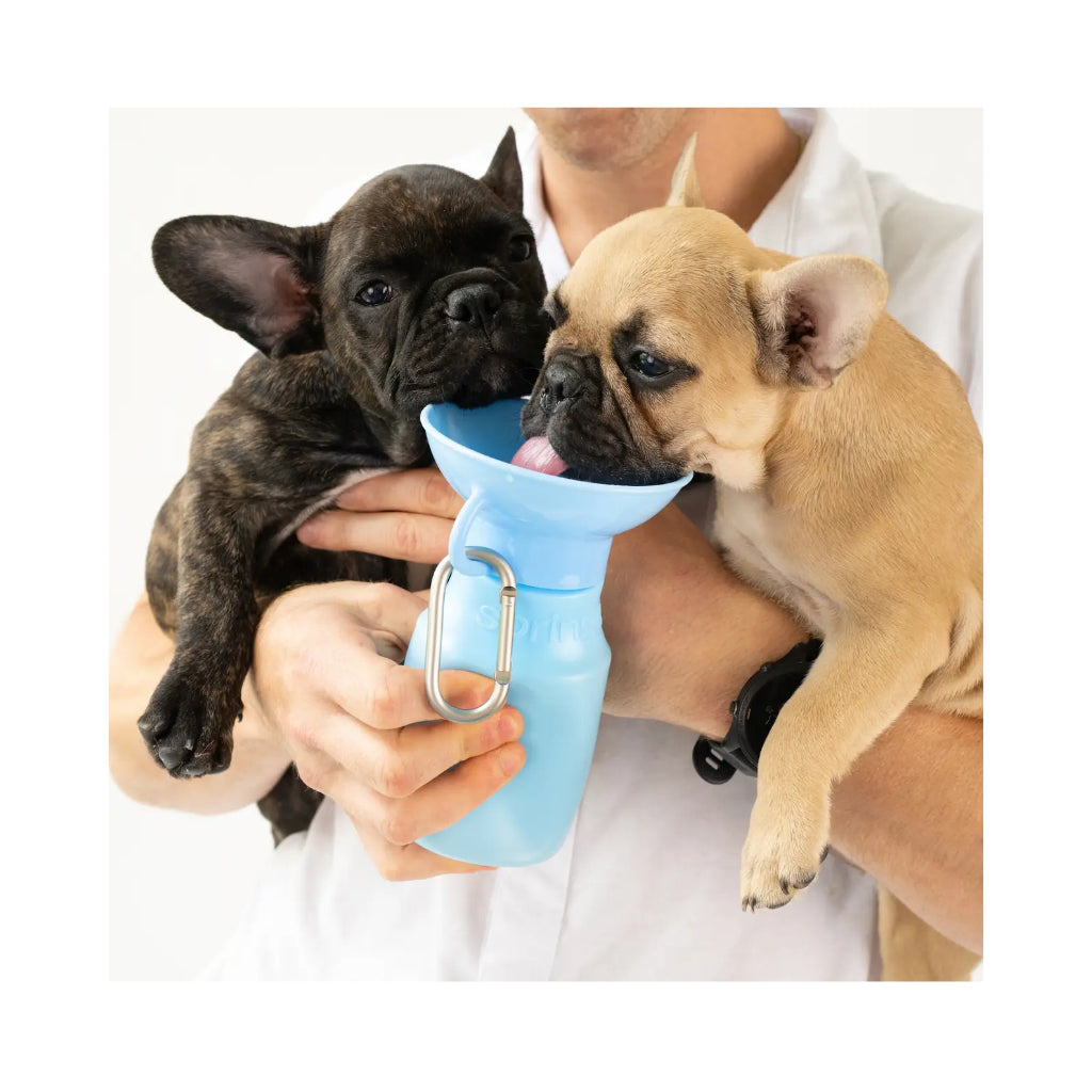 Welpen an Reisetrinkflasche Mini für Hunde Blue - Springer