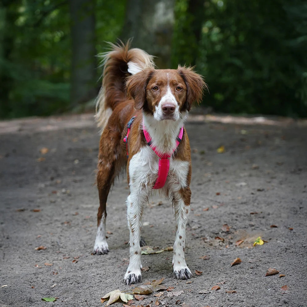 annyx Hundegeschirr PROTECT Leuchtpink