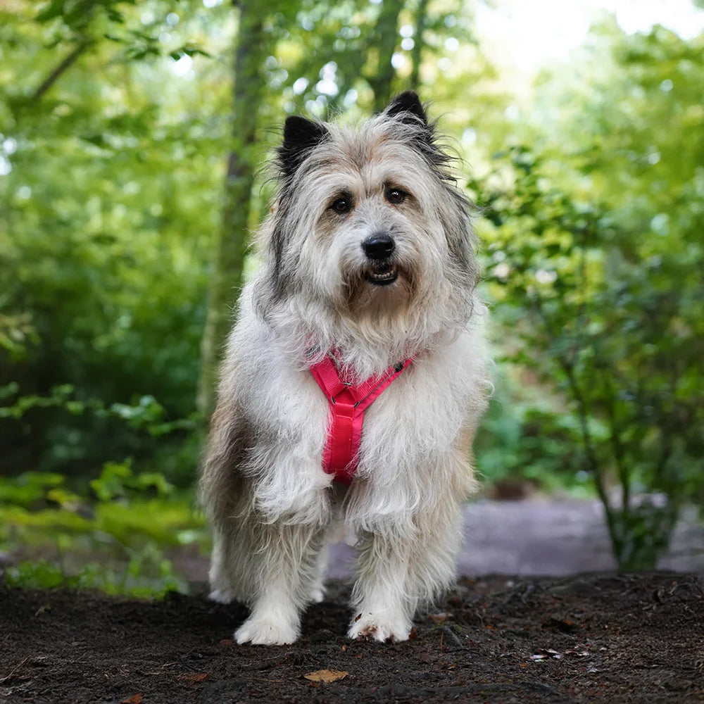 annyx Hundegeschirr PROTECT Leuchtpink