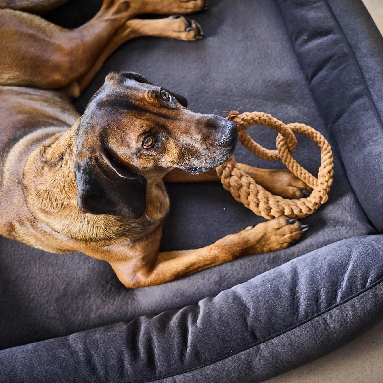 Hund mit Hundekauspielzeug Brezel Britta MINI - Laboni