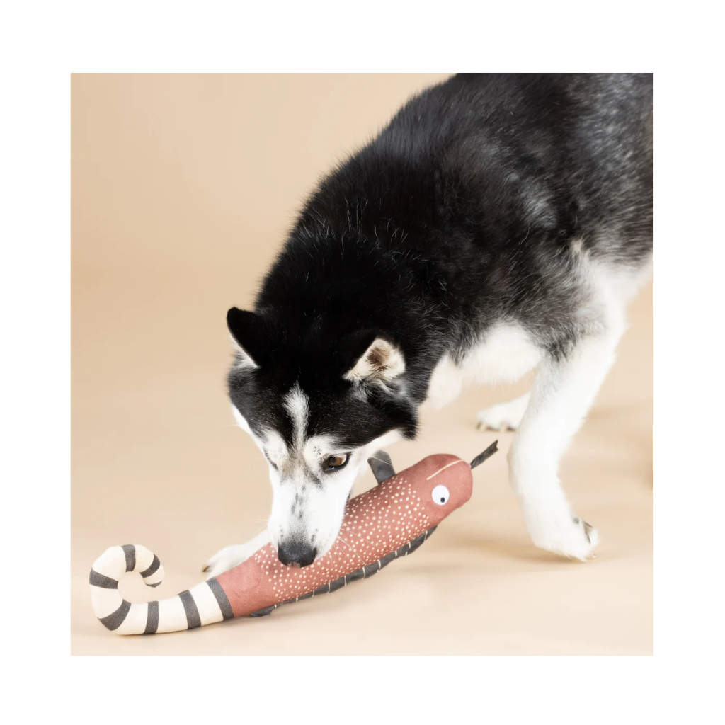Hund mit Hundespielzeug One In A Chameleon | Earth Friendly 2 - PetShop by Fringe Studio