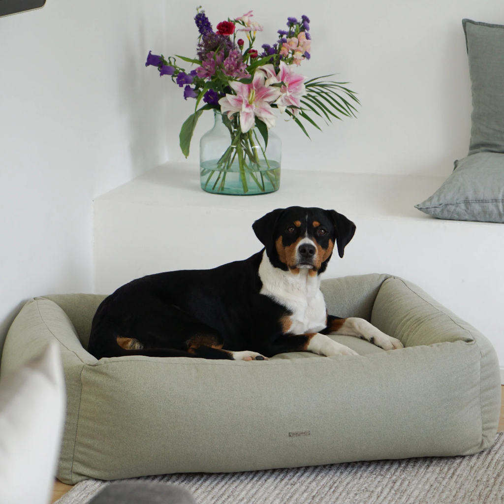 Hund auf Hundebett CONTAR - Buciano