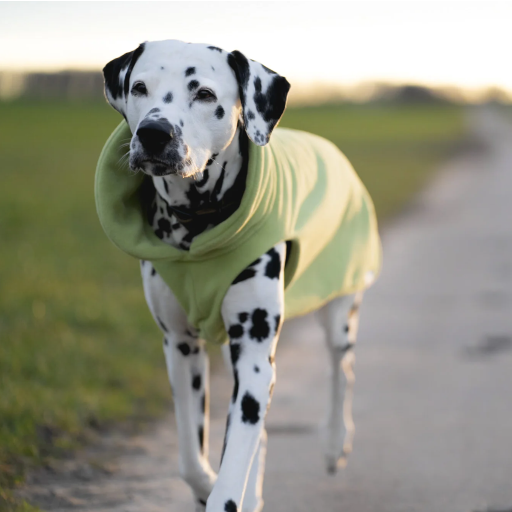 Tragebild Hund mit Hundeshirt CosyShirt stay warm Lindgrün - Goldhund