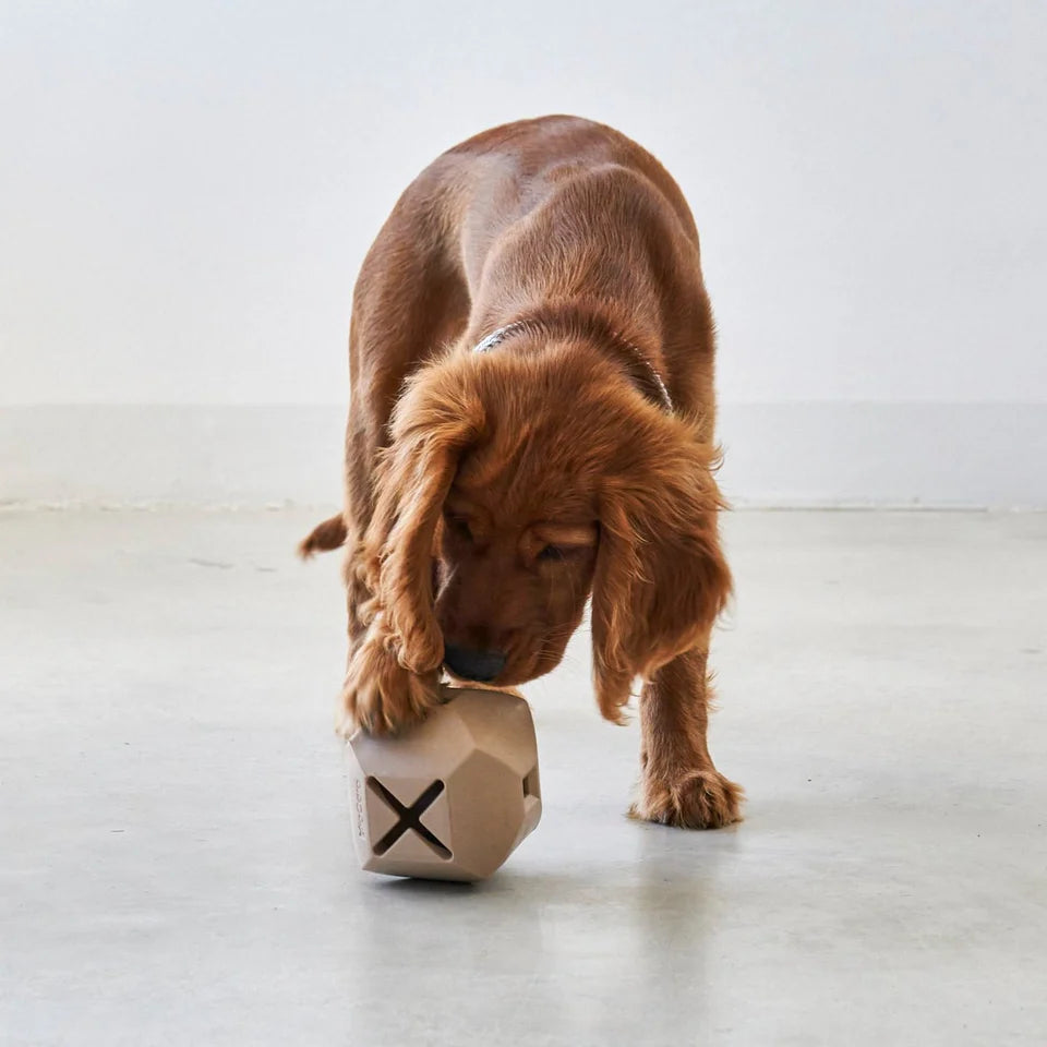 Hund mit MiaCara Dado Beschäftigungsspielzeug Greige