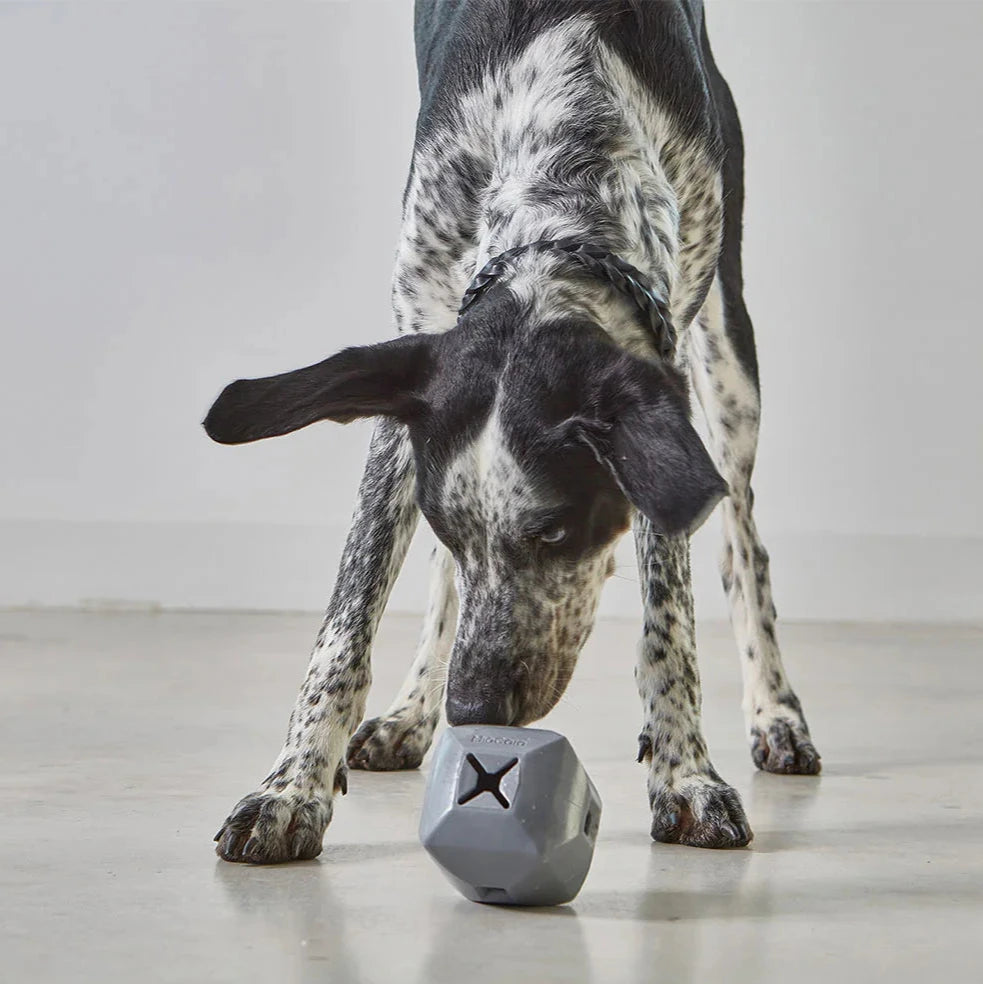 Hund mit MiaCara Dado Beschäftigungsspielzeug Schiefer