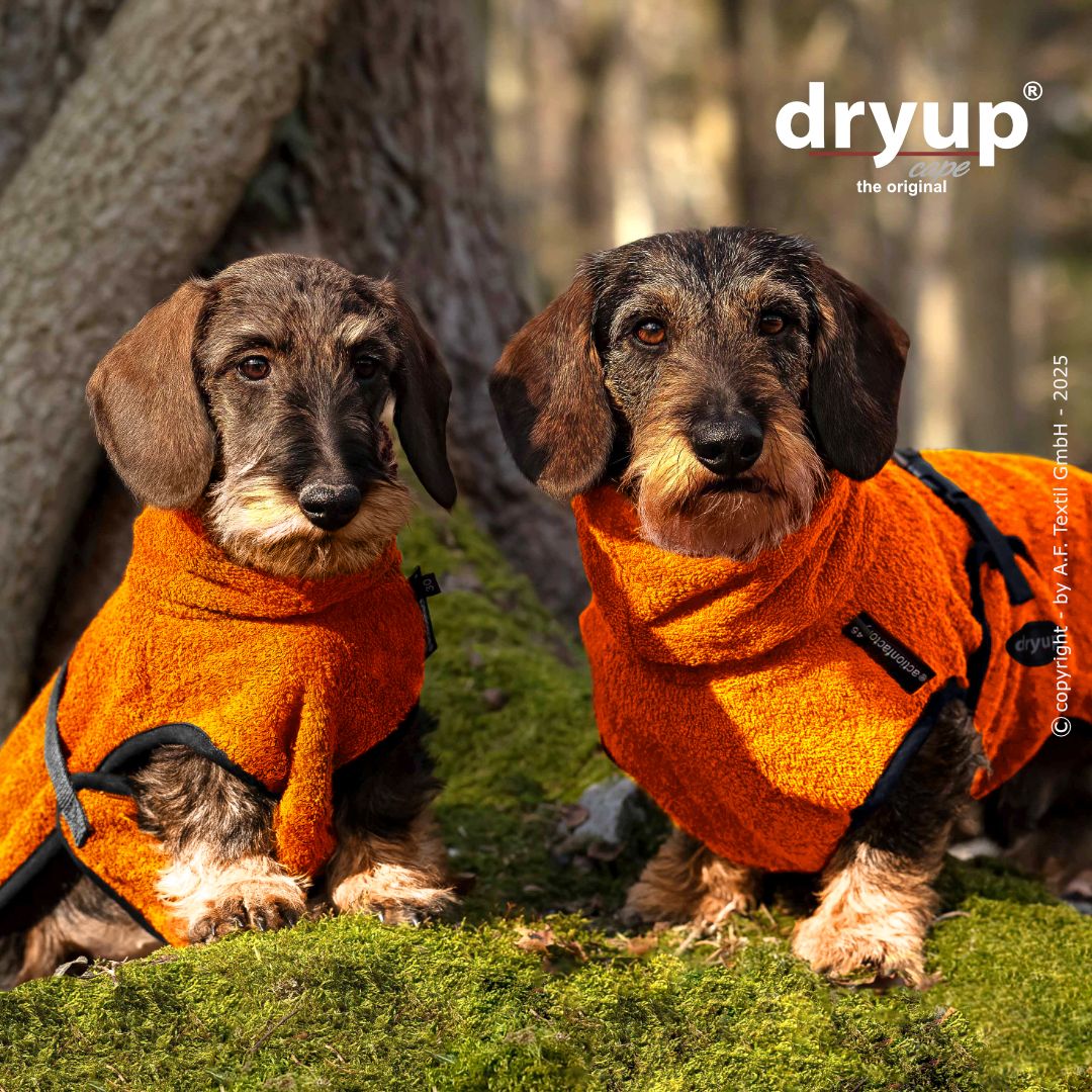 Tragebild zwei Dackel Hundebademantel DRYUP Cape Dackel Clementine - actionfactory