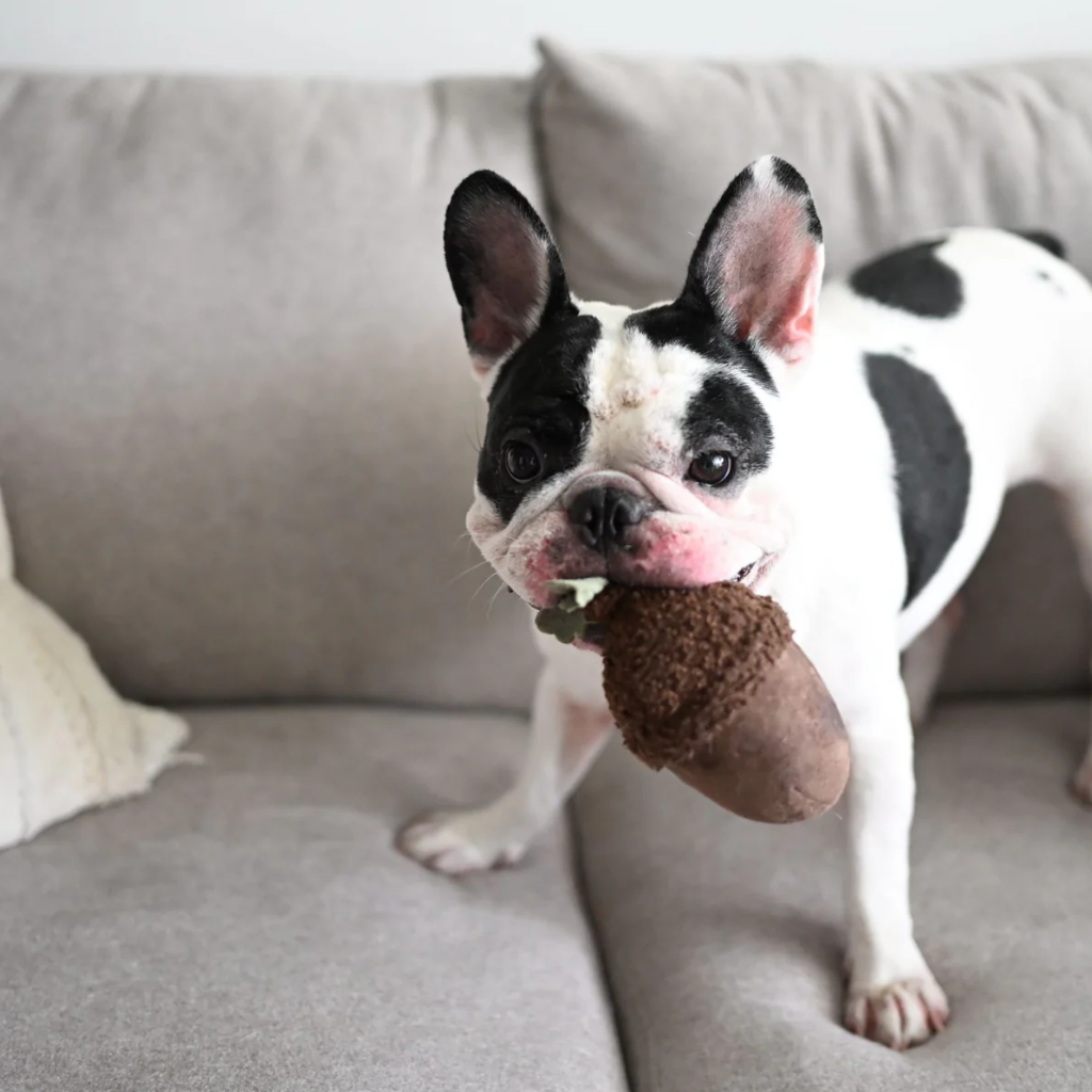 Frenchie mit Schnüffelspielzeug Eichel ACORN - Lambwolf Collective