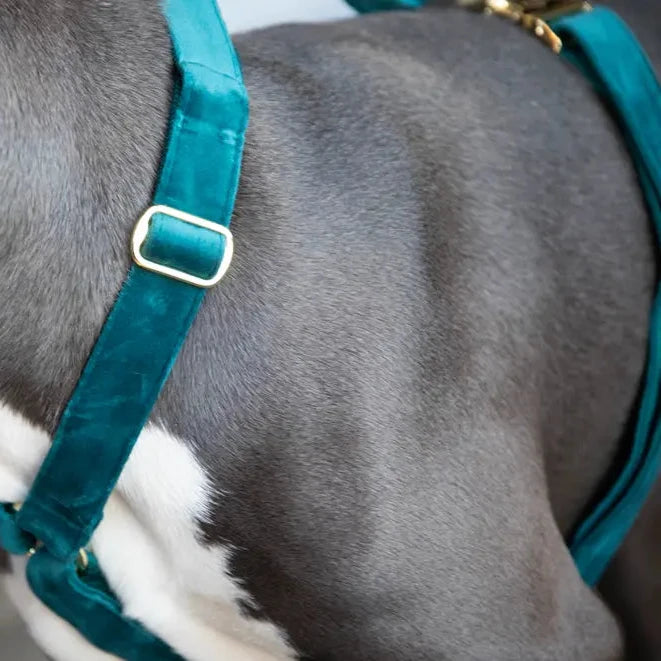 Tragebild 2 Hundegeschirr LOOP Emerald - Kentucky Dogwear