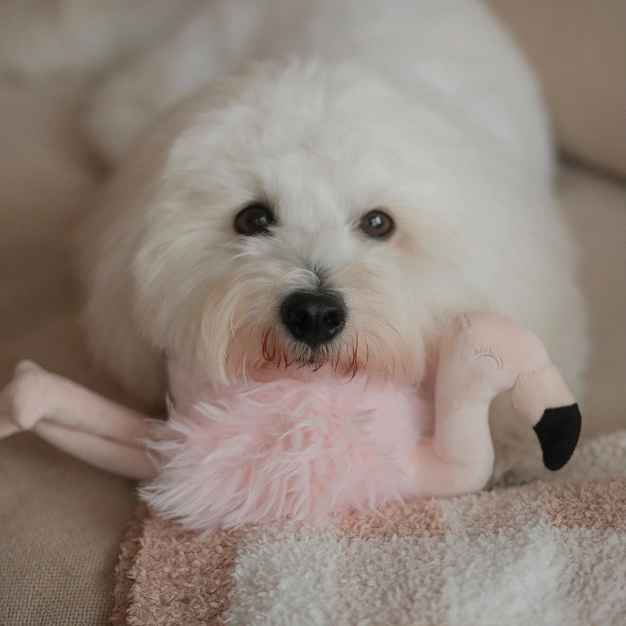 Hundespielzeug Flamingo