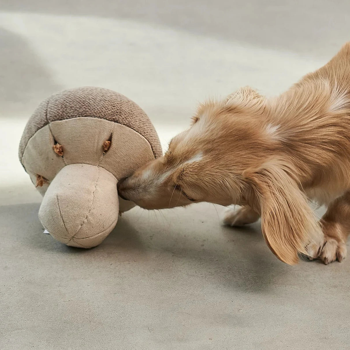 MiaCara Schnüffelspielzeug Foresta Pilz