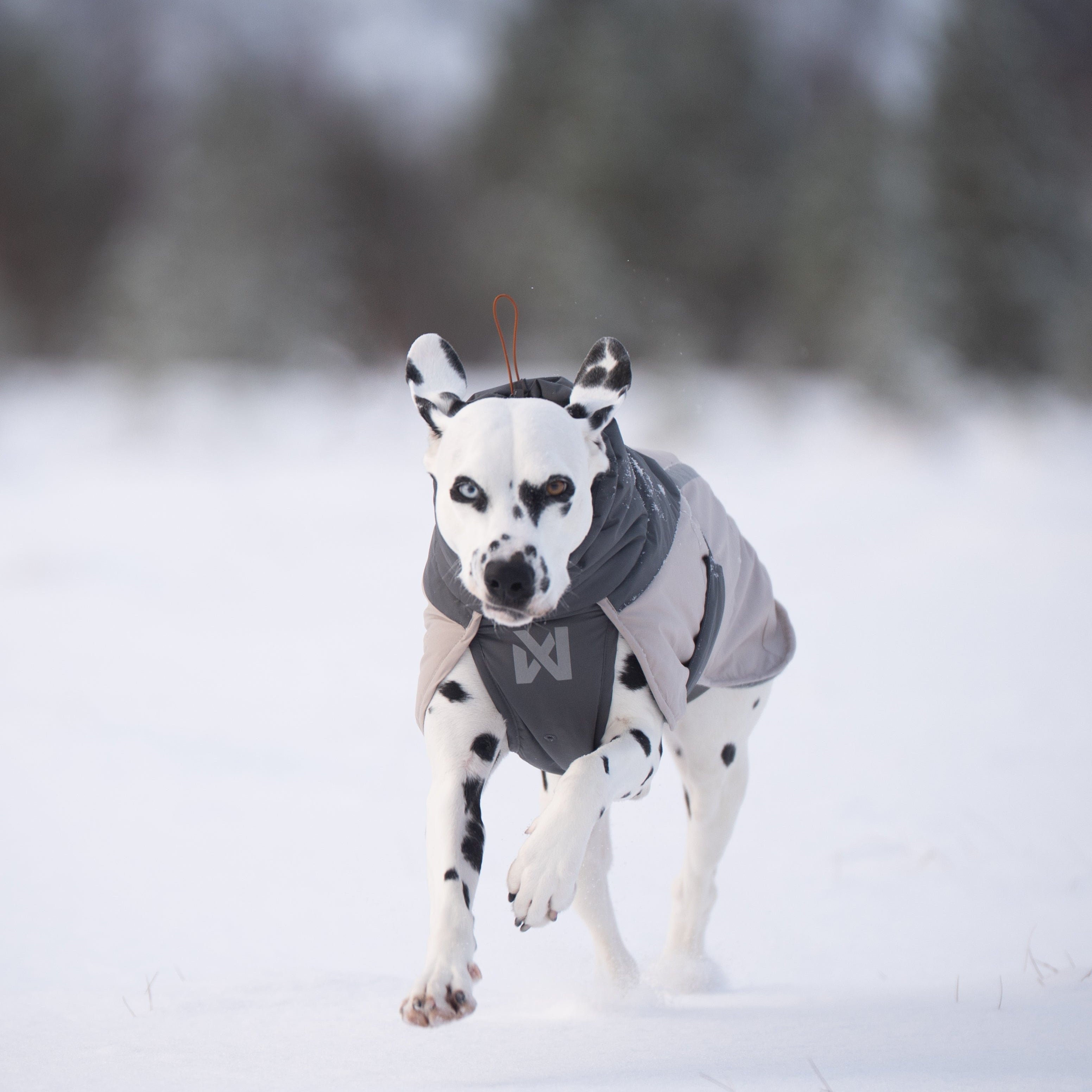 Hundemantel Glacier Wool Jacket 3.0 Grey