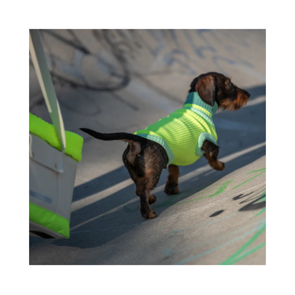 Tragebild Hundepullover THE GLOW JUMPER - Neon Matcha - Lumiies