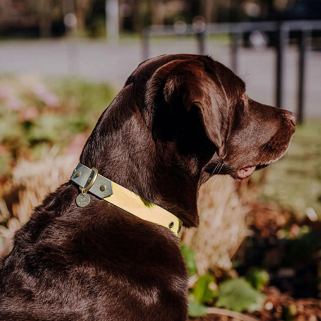 Halsband Outdoor Lemon Seagras wasserfest