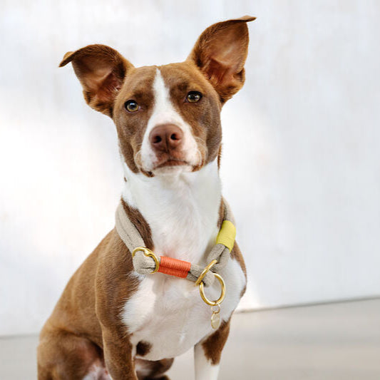 PALOPA Hundehalsband MILA SLIM Natur Neon Orange