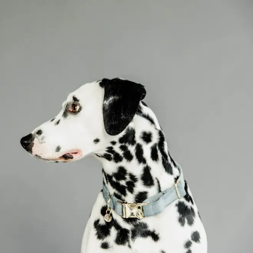 Tragebild Halsband Velvet Hellblau - Kentucky Dogwear