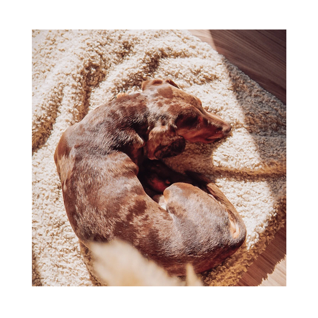 schlafender Hund auf Kuschelschlafsack NUBE beige - Lieblingspfote