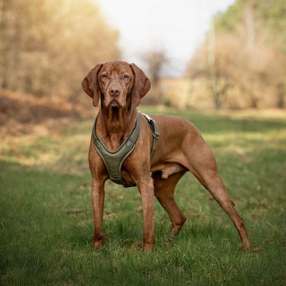 Hundegeschirr Leder Elfenbein Gold