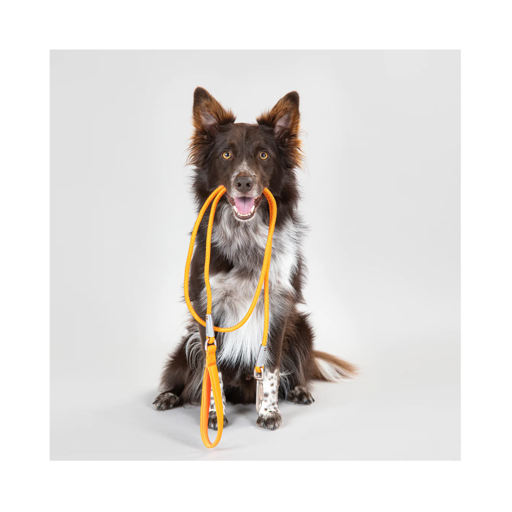 Hund mit Leine Visibility Rope Leash Orange - PAIKKA