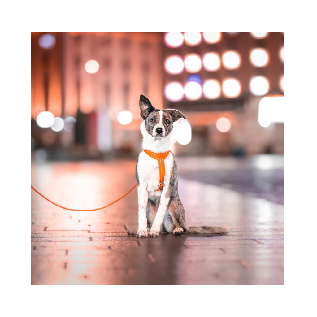 Hund mit Leine Visibility Rope Leash Orange bei Nacht - PAIKKA