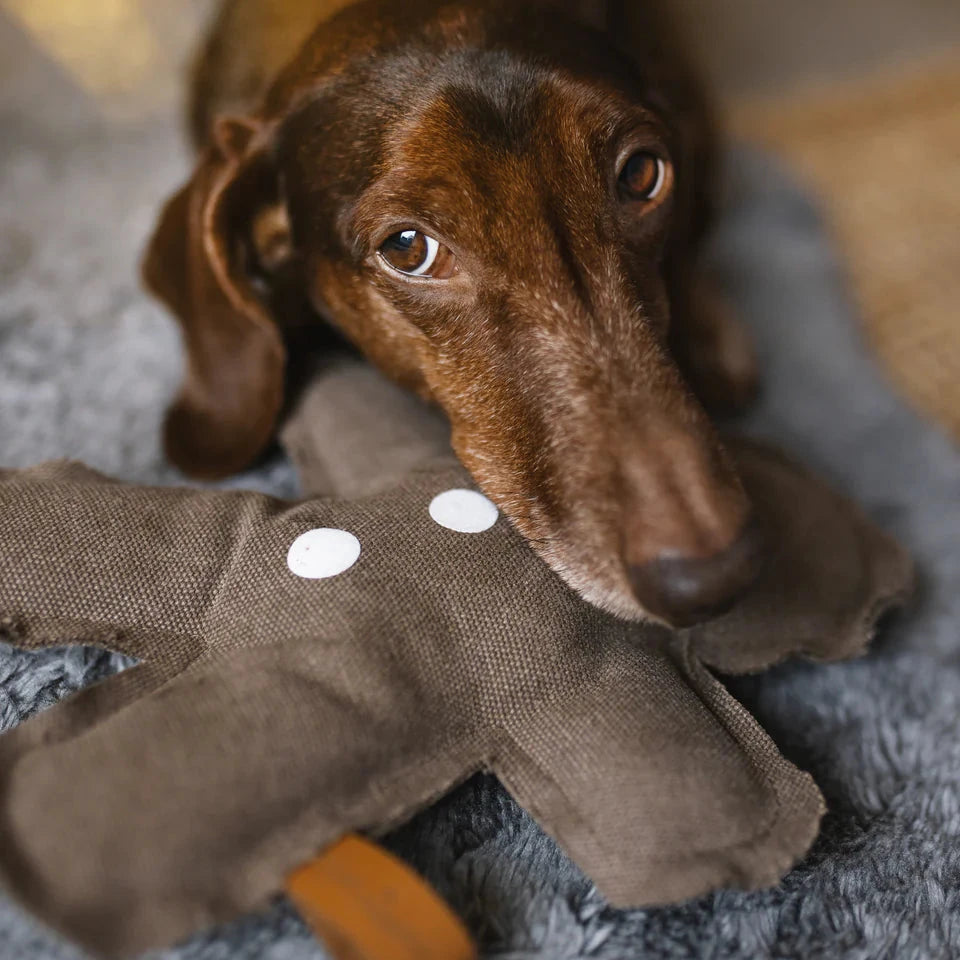 Hund auf Hundespielzeug Lebkuchenmann - Lieblingspfote