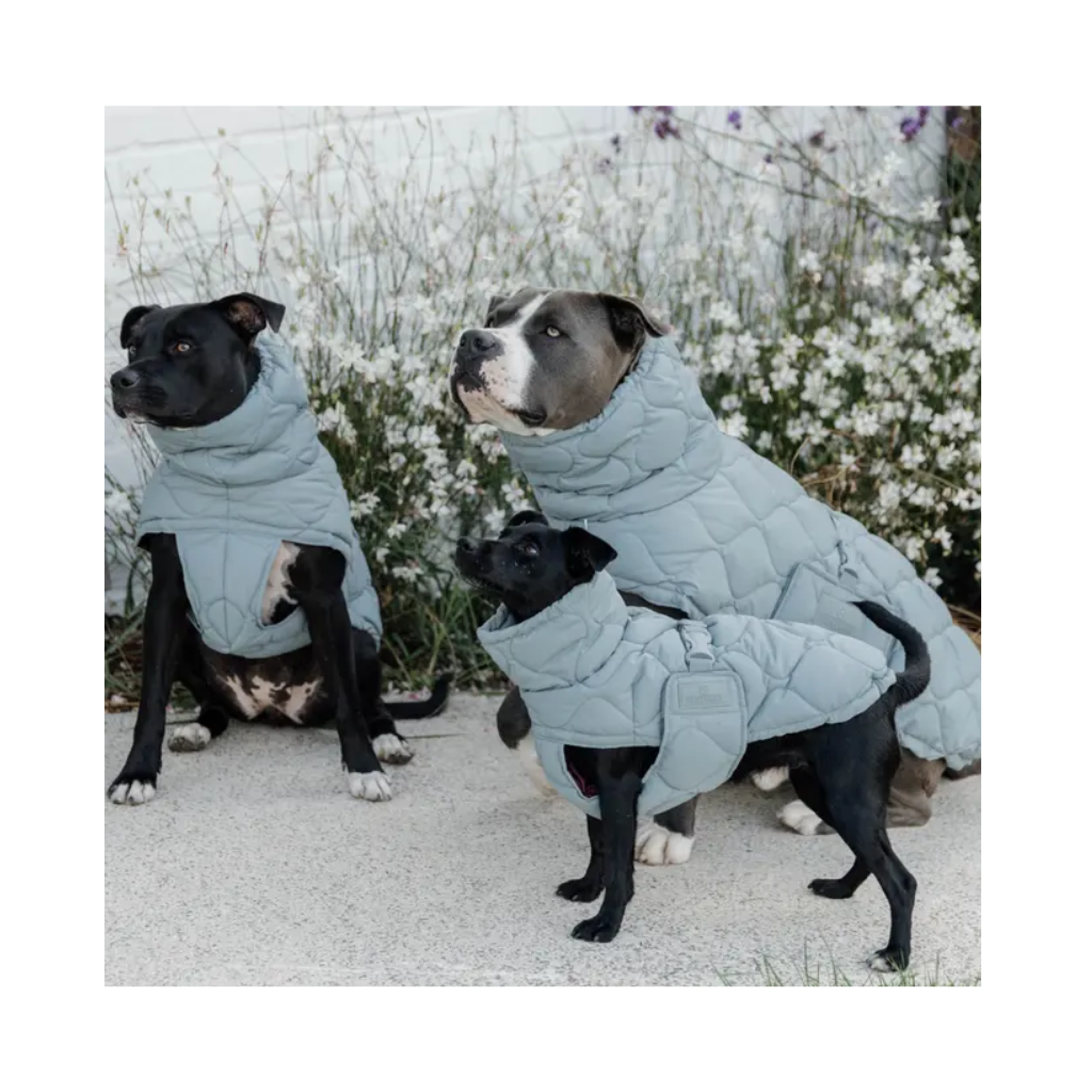 Tragebild drei Hunde Hundewintermantel PINA Dusty Blue - Kentucky Dogwear