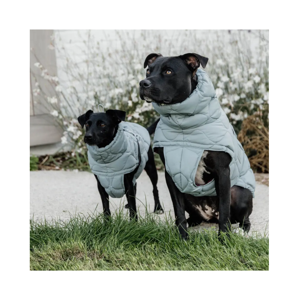 Tragebild zwei Hunde Hundewintermantel PINA Dusty Blue - Kentucky Dogwear
