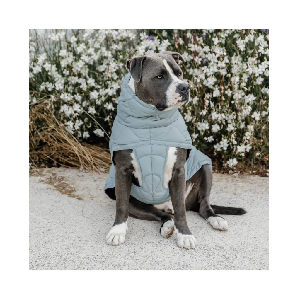Tragebild Hundewintermantel PINA Dusty Blue - Kentucky Dogwear