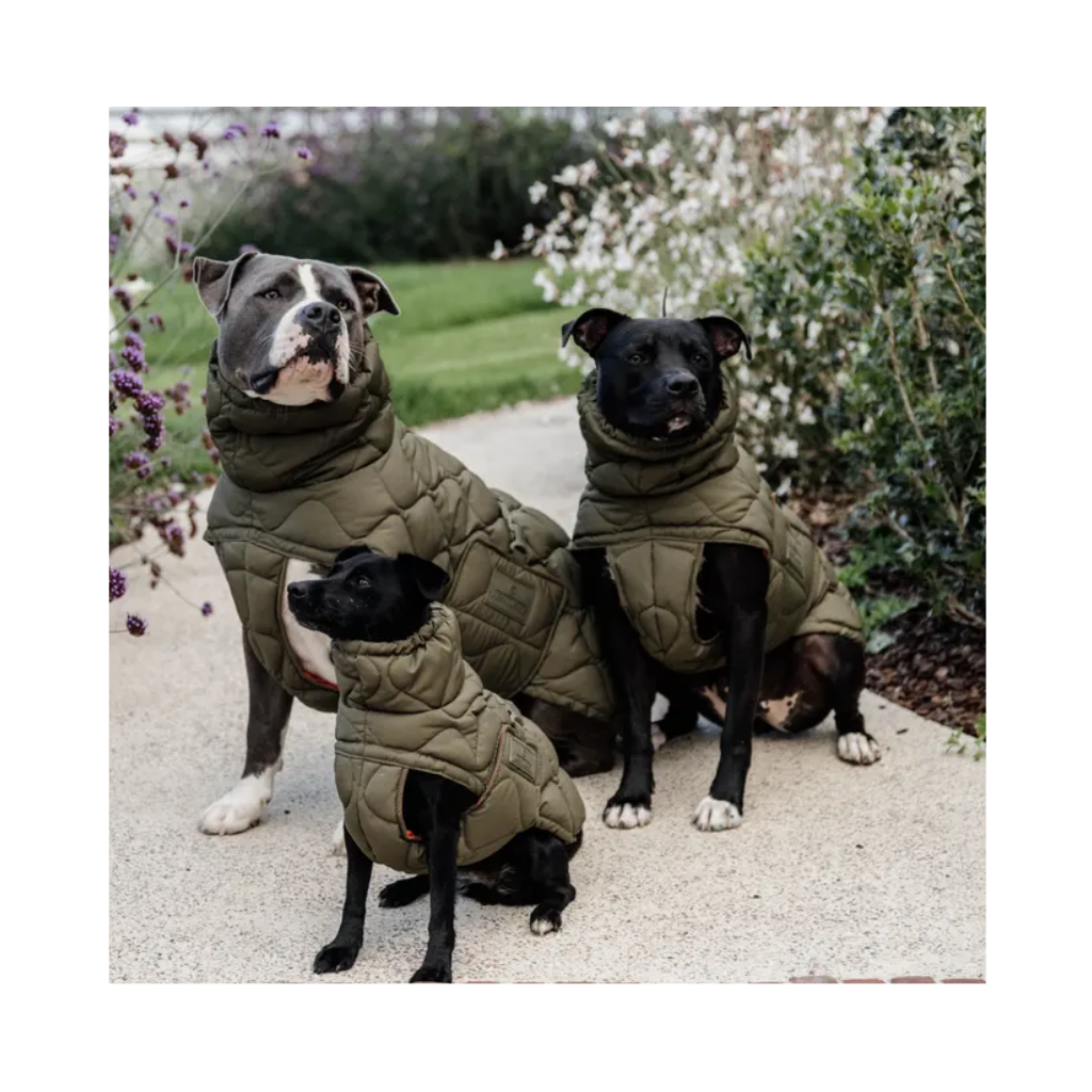 Tragebild drei Hunde Hundewintermantel PINA Pinegreen - Kentucky Dogwear