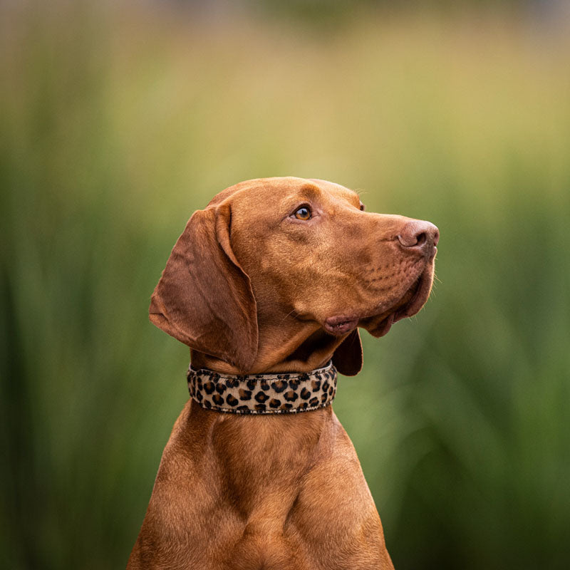 Halsband Leopard