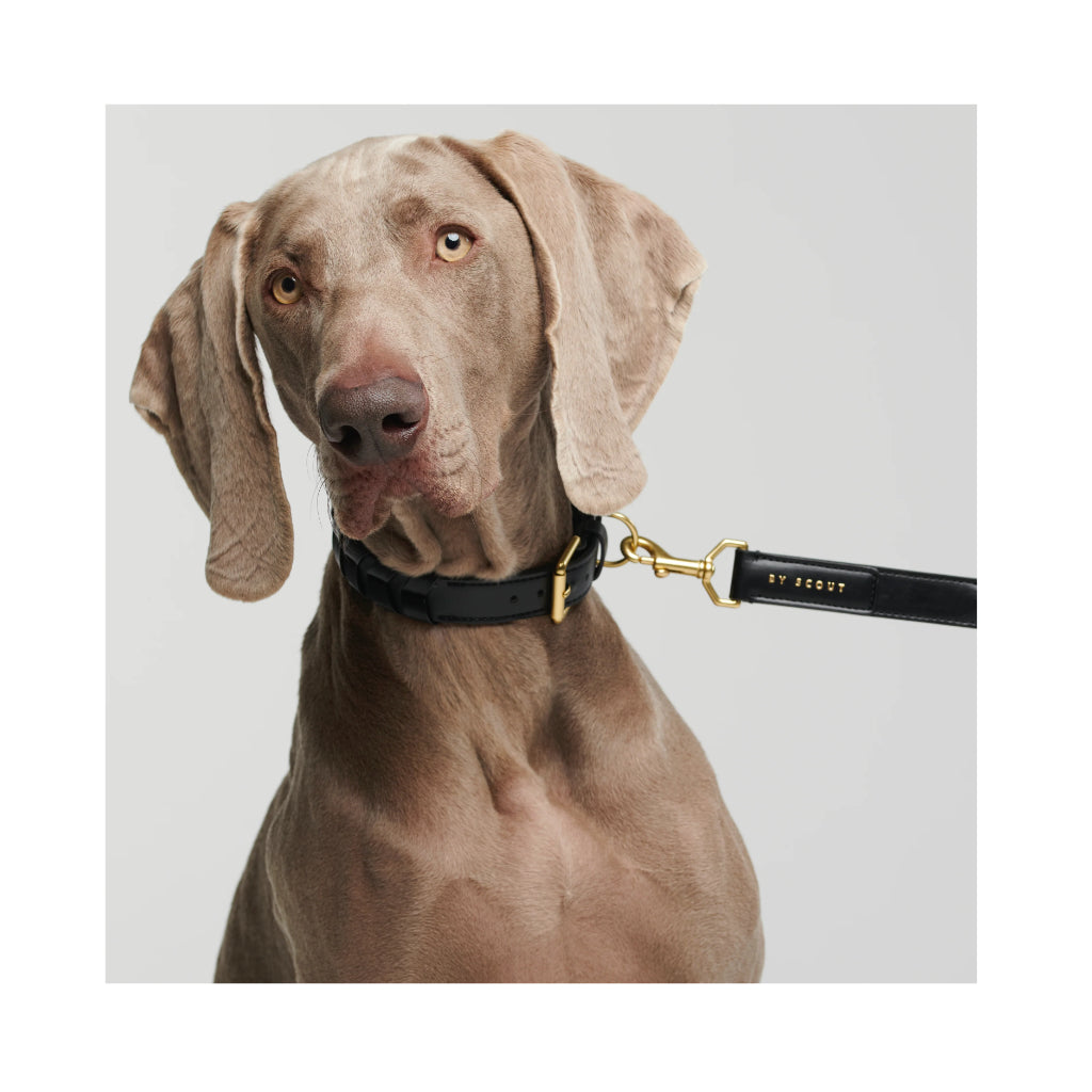 Hund mit Halsband & Leine Mela Caspita Black Apfelleder - BY SCOUT