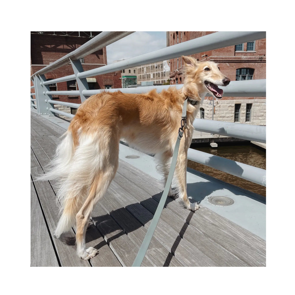 Hund mit MELLEM NARROW verstellbare Hundeleine ultraleicht MUTED TEAL - Lambwolf Collective