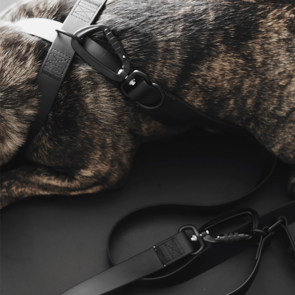 Moodbild MELLEM X verstellbare Hundeleine ultraleicht BLACK an Geschirr - Lambwolf Collective