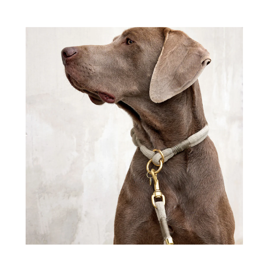 Tragebild Hundeleine & Halsband MILA geflochten Natur - Palopa