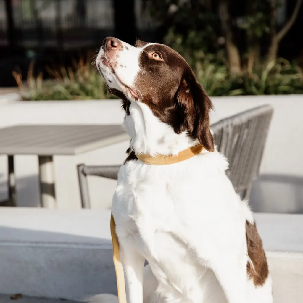 Tragebild Halsband Velvet Mustard - Kentucky Dogwear