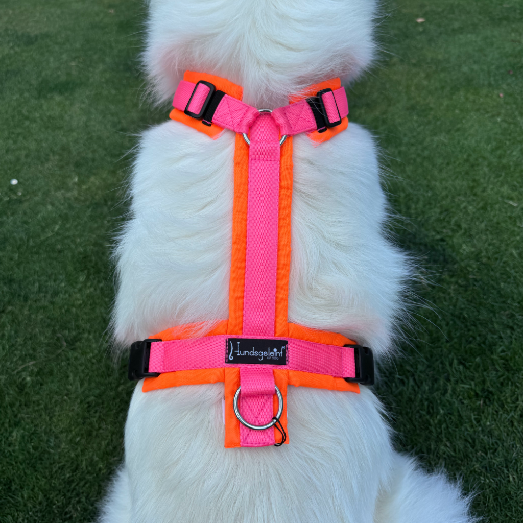 Hundsgeleint Hundegeschirr Neon-Orange x Leuchtlachs