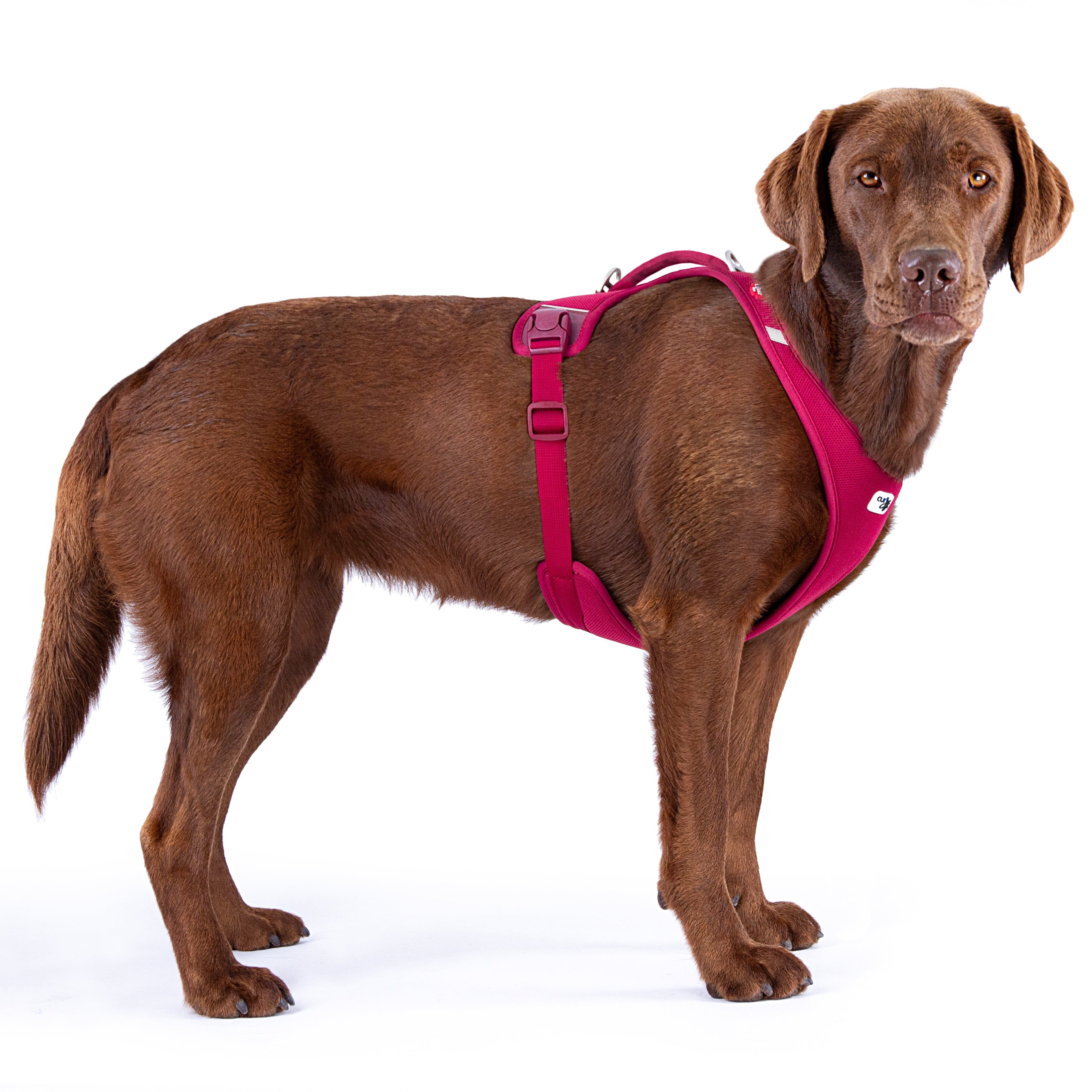 Tragebild Hundegeschirr NEW BELKA HARNESS Air-Mesh Ruby - Curli