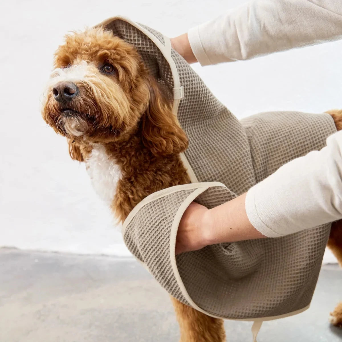 Hund mit Hundehandtuch Nobs Taupe - PALOPA