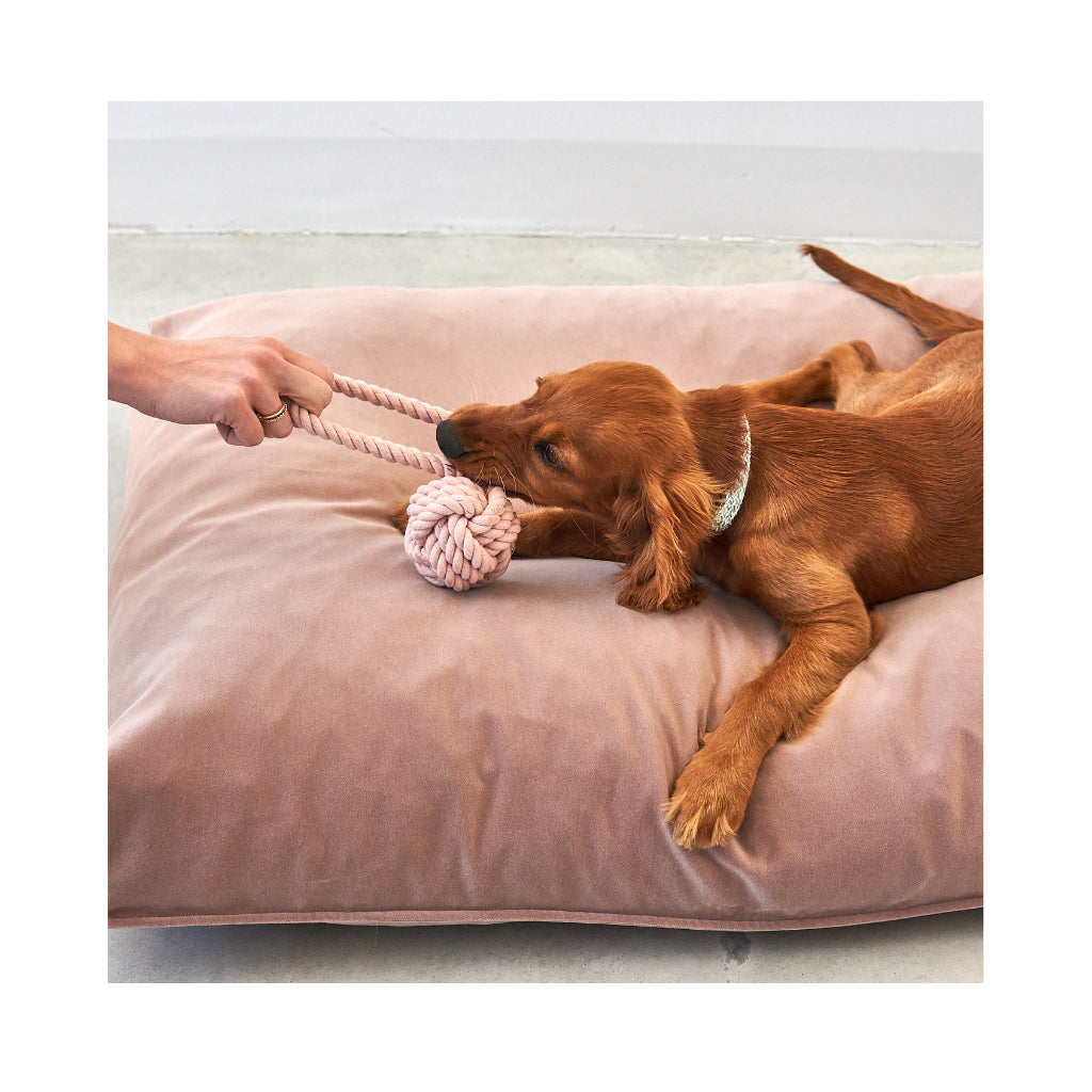 Hund mit Nodo Tau-Spielzeug Nude - MiaCara