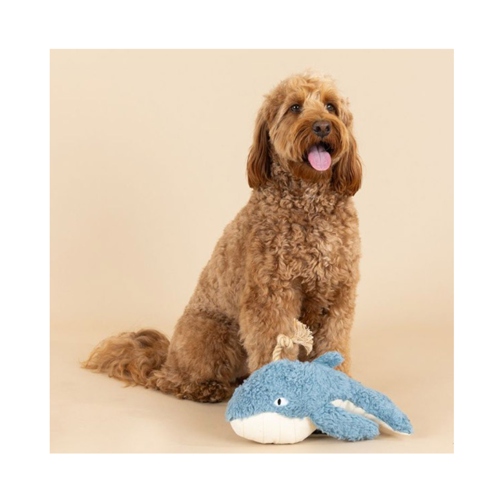 Hund hinter Hundespielzeug WAL Oh Whale | Earth Friendly - PetShop by Fringe Studio