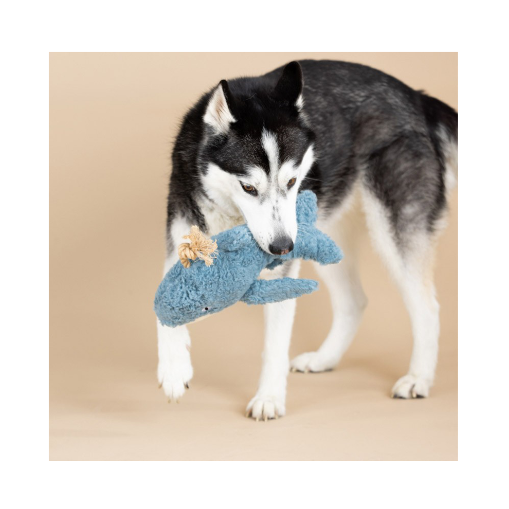 Hund mit Hundespielzeug WAL Oh Whale | Earth Friendly - PetShop by Fringe Studio