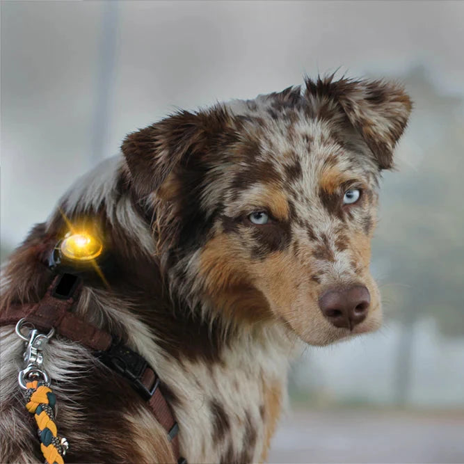 Orbiloc® Dog Dual LED Hundesicherheitslicht wasserdicht